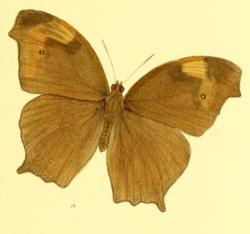 MelanitisZitenius130 1b