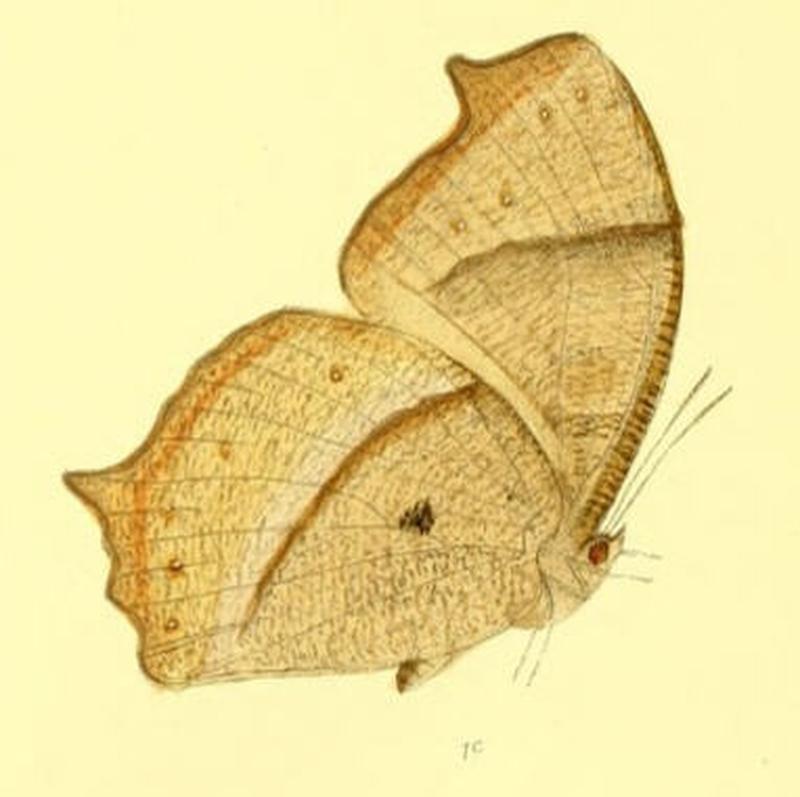 MelanitisZitenius130 1c