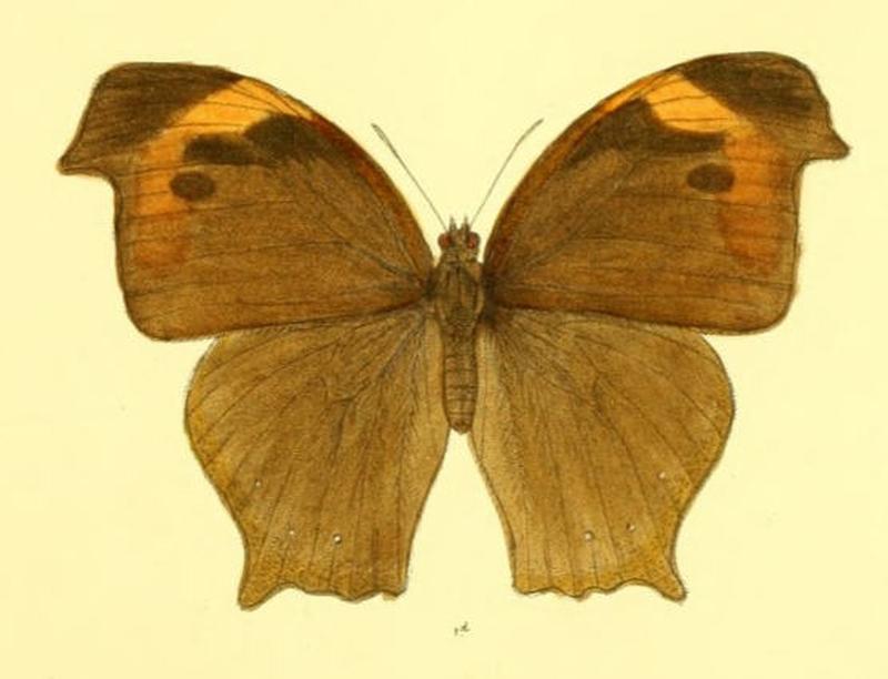 MelanitisZitenius130 1d