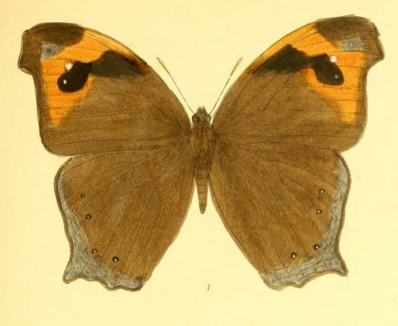 MelanitisZitenius131 1