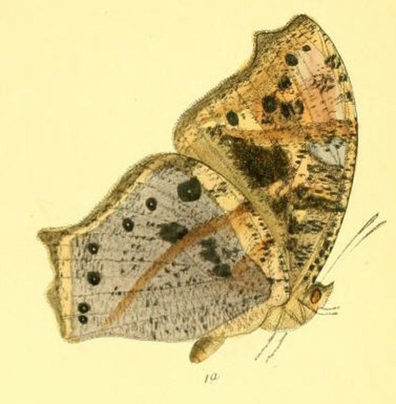MelanitisZitenius131 1a