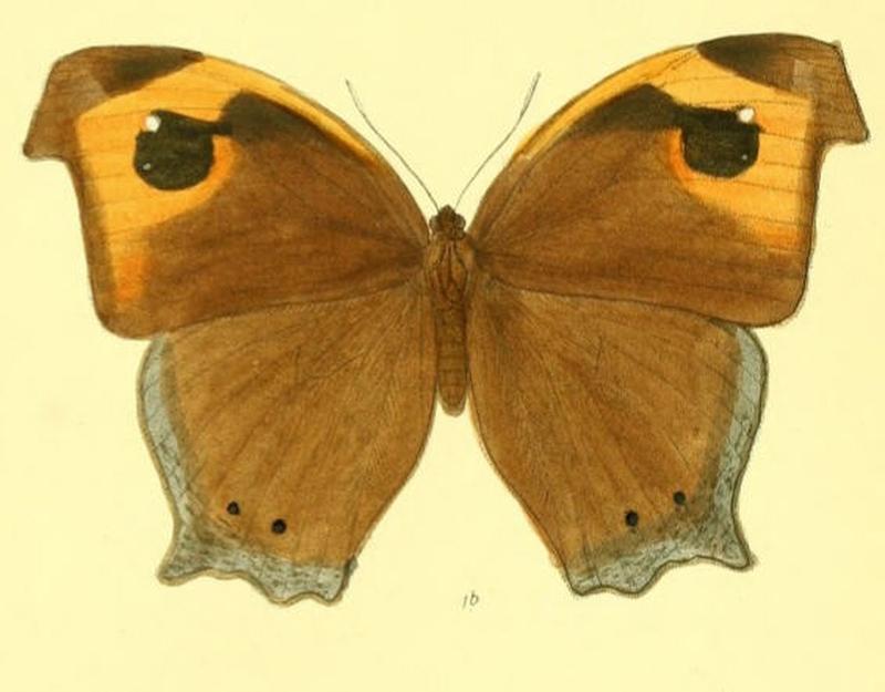 MelanitisZitenius131 1b