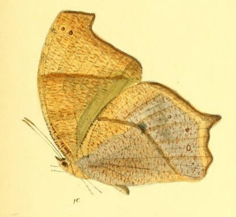 MelanitisZitenius131 1c
