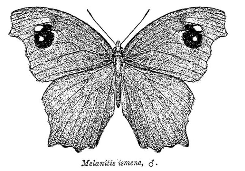 Melanitis ismene ctb