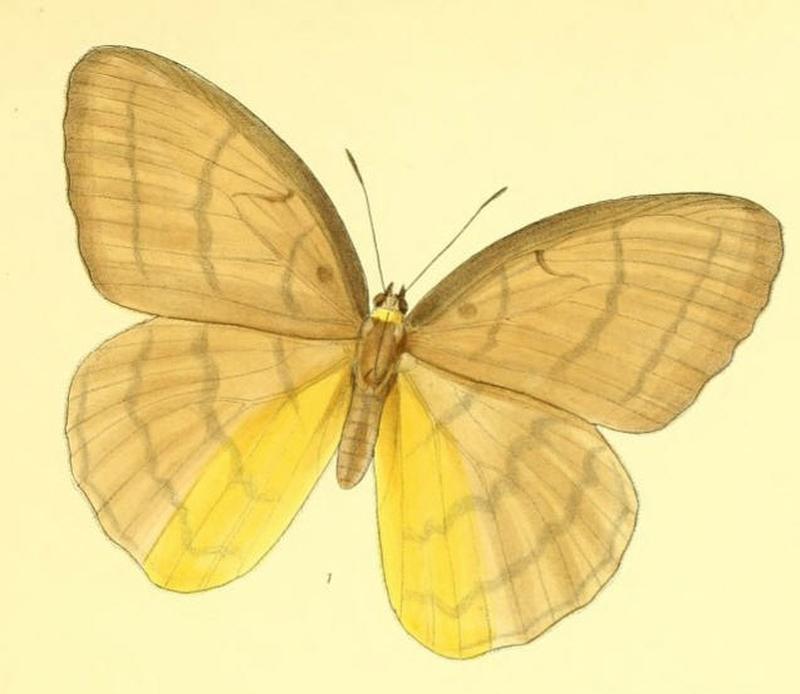 MelanocymaFaunuloides167 1
