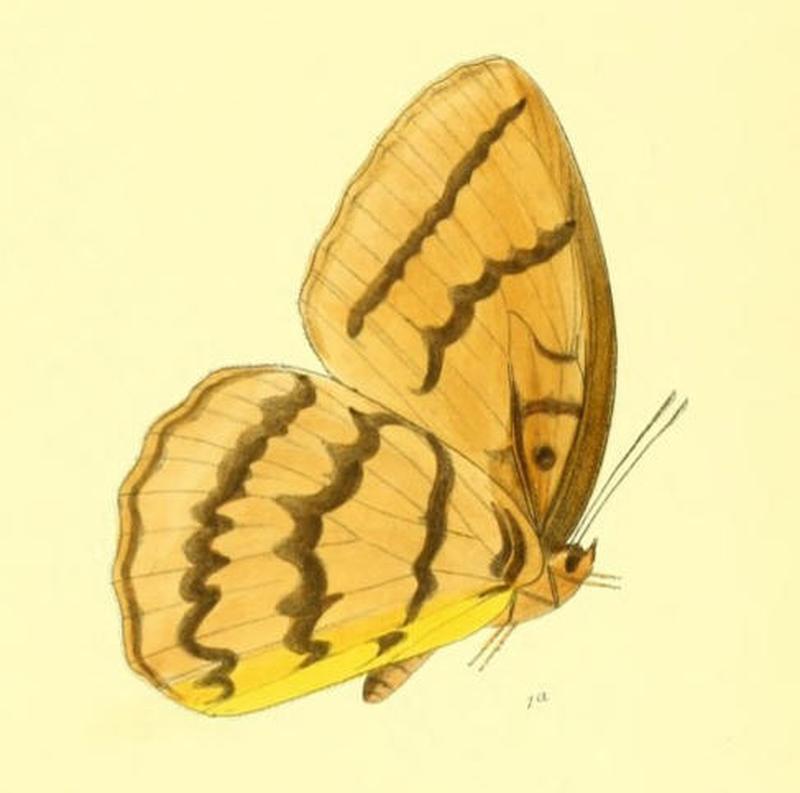 MelanocymaFaunuloides167 1a