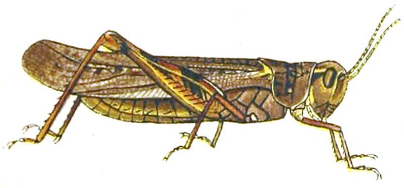 Melanoplus spretusAnnReportAgExpStaUM1902B