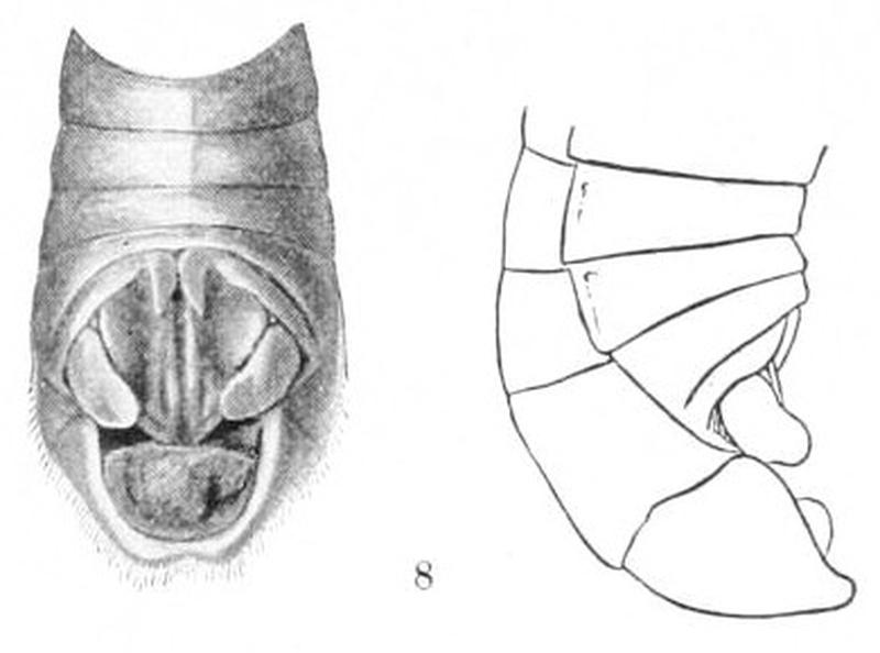 Melanoplus spretusProcUSNMV20P012-8-B