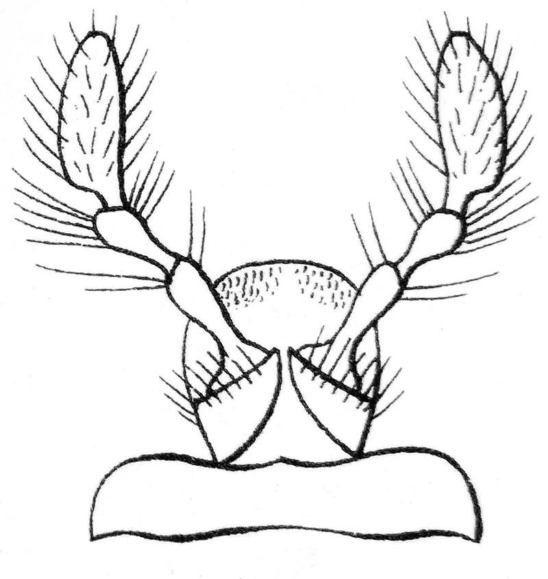 Melasis buprestoides labium Reitter
