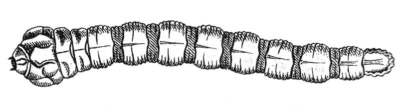 Melasis buprestoides larva Reitter
