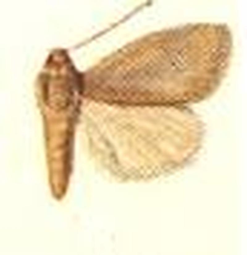 Melicleptria canusina