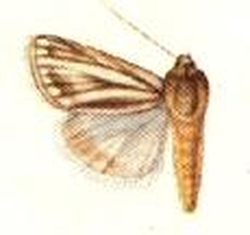 Melicleptria ciddora