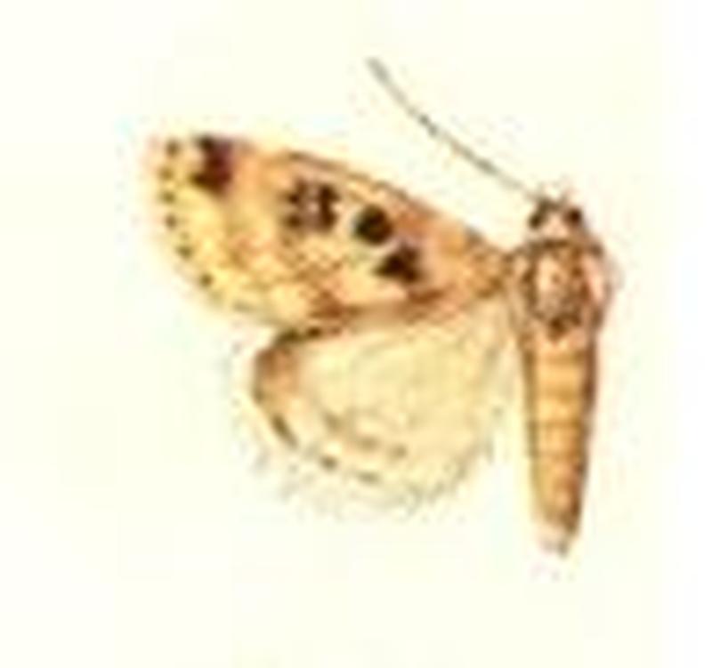 Melicleptria cistella