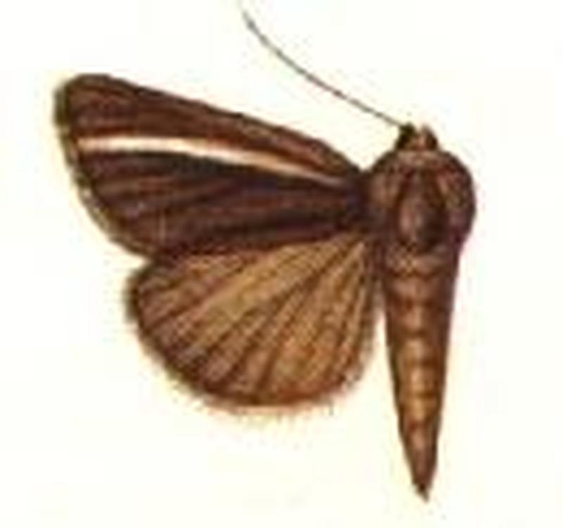 Melicleptria cramboides