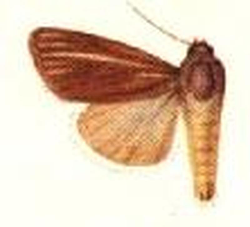 Melicleptria eodora