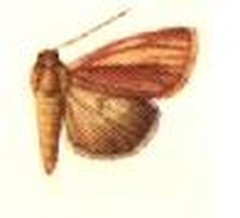 Melicleptria ionola