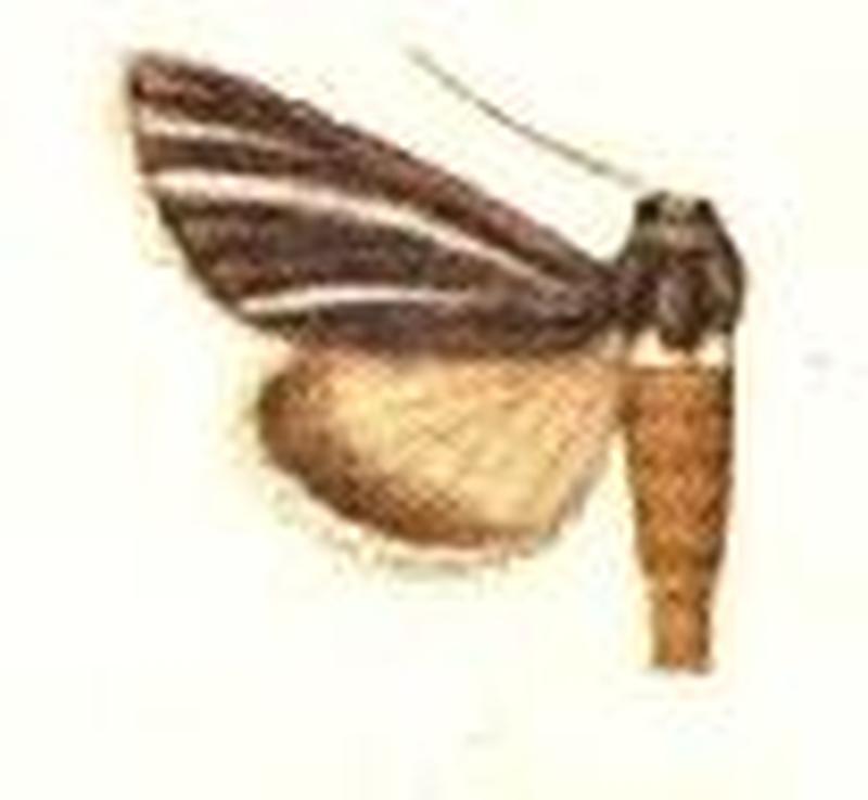 Melicleptria mesoleuca