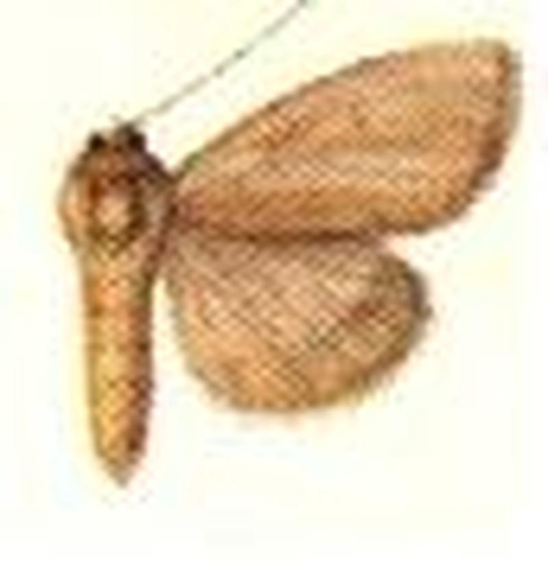 Melicleptria moribunda