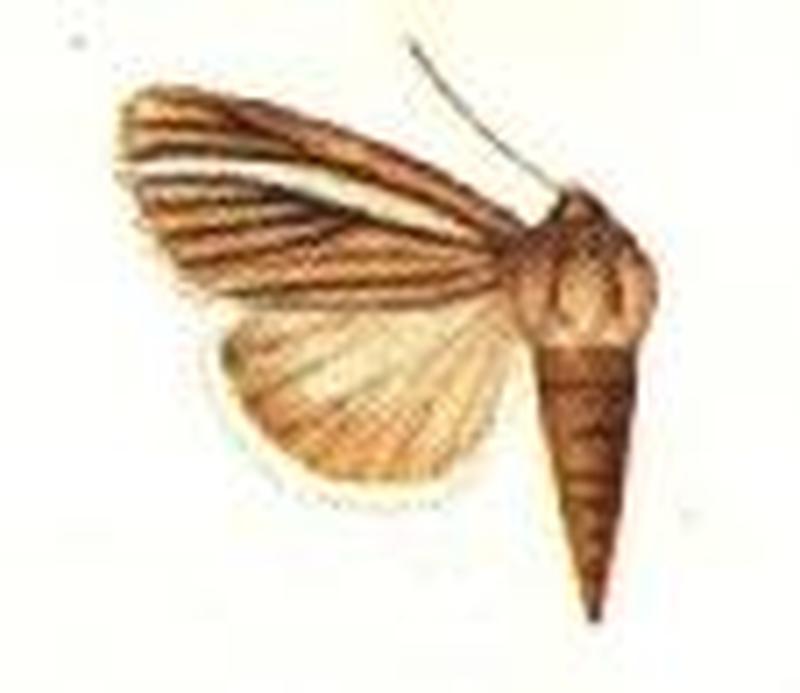 Melicleptria neurias