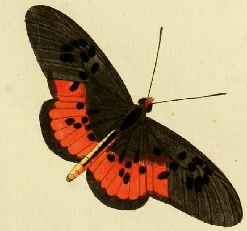 Melinaea ludovica