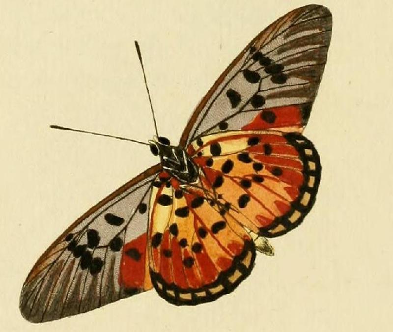 Melinaea ludovica1