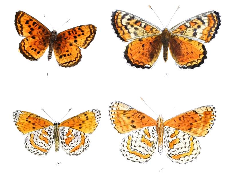 MelitaeaChitralensis 380 1