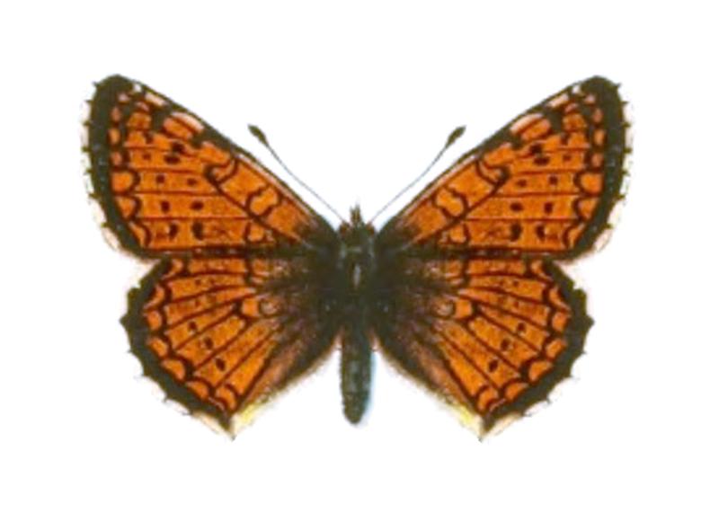 Melitaea arcesia chuana - Seitz