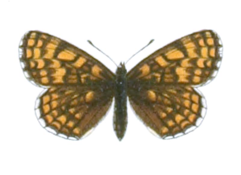 Melitaea centralasiae - Seitz