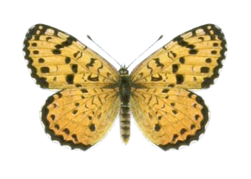 Melitaea didyma turkestanica-female - Seitz