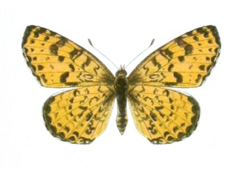 Melitaea didymoides pekinensis - Seitz