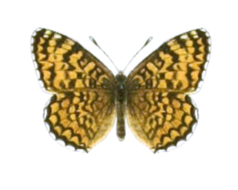 Melitaea punica - Seitz