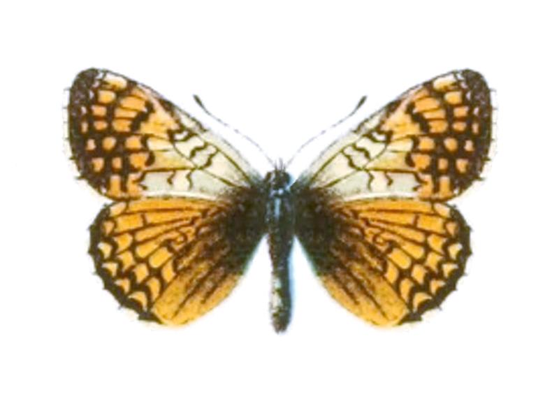 Melitaea solona evadne - Seitz