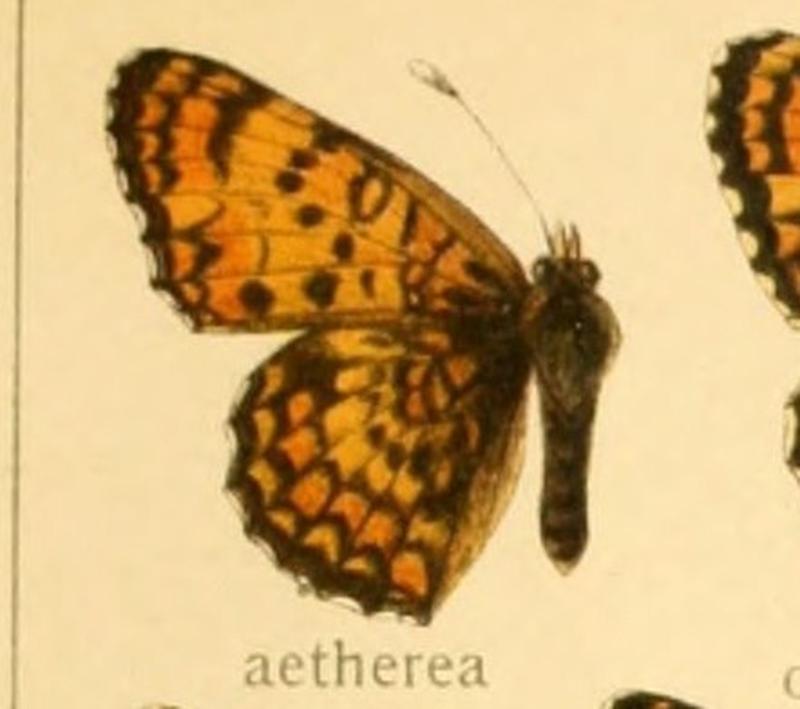 Melitaeaaetherea