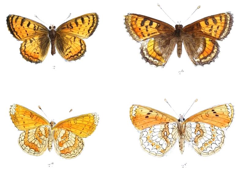 MellictaBalbita 380 2