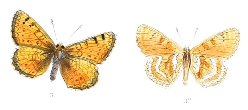 MellictaSindura 380 3