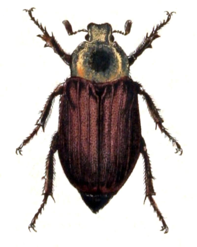 Melolontha.melolontha.female.-.calwer.19.04