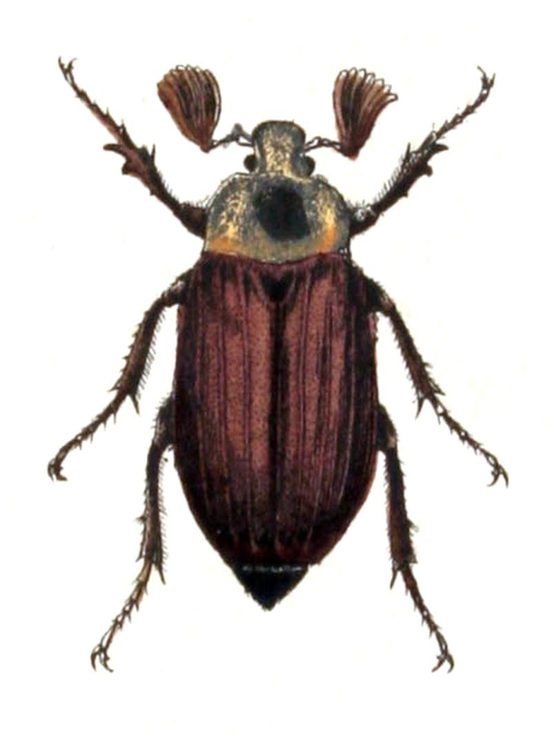 Melolontha.melolontha.male.-.calwer.19.03