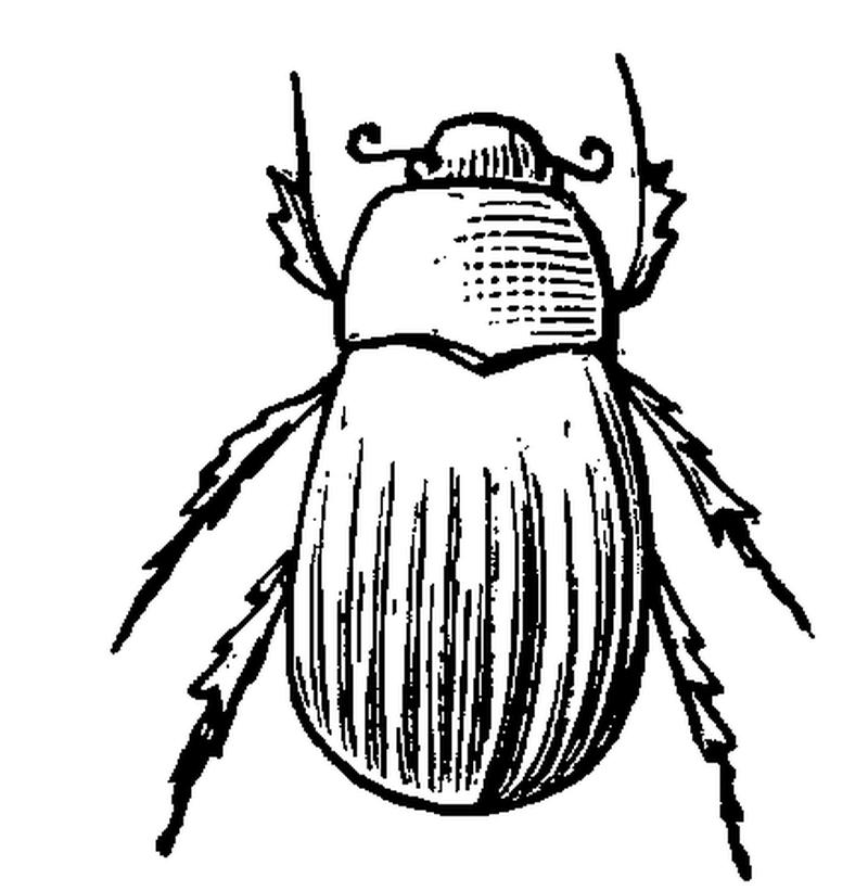 Melolonthidae-Chafers Fig5 p221 Brett's-Colonists'-Guide-1883