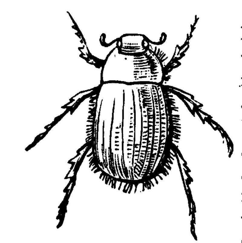 Melolonthidae-Odontria-Cinnamonea Fig6 p222 Brett's-Colonists'-Guide-1883