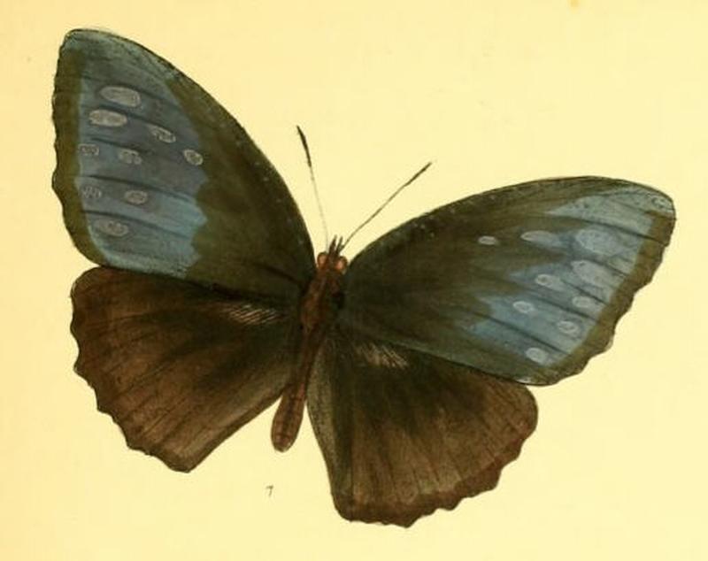 MelyniasMalelas140 1