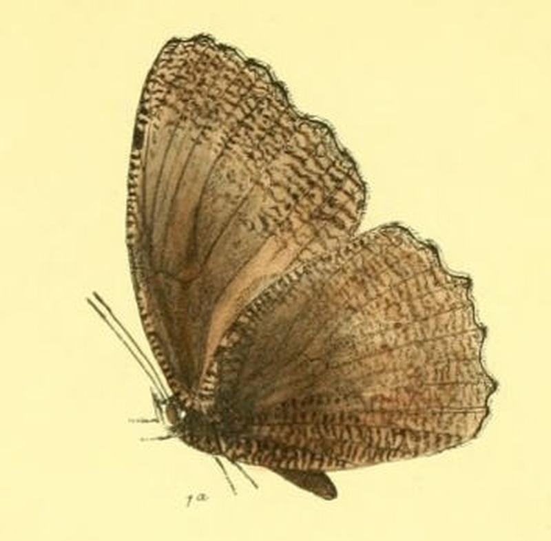 MelyniasMalelas140 1a