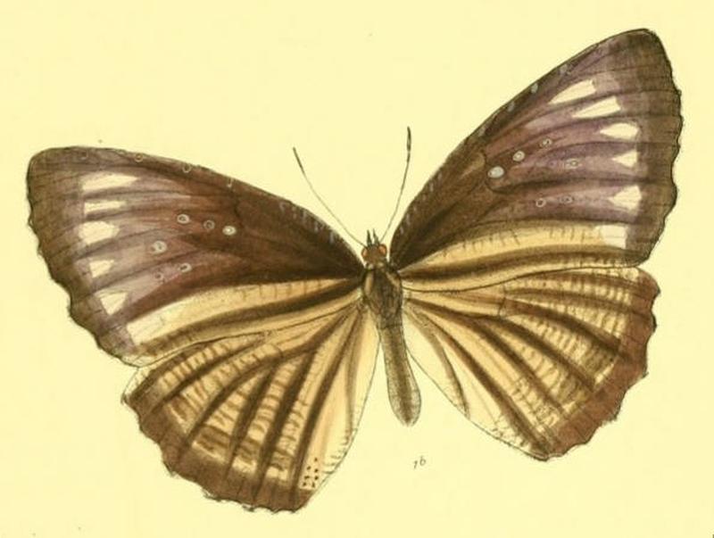 MelyniasMalelas140 1b