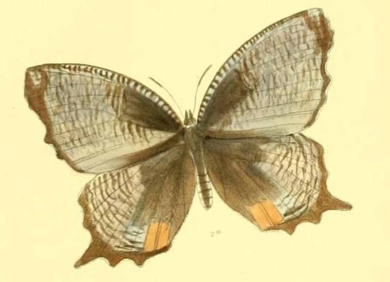 MelyniasPeali138 2a