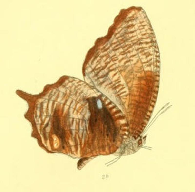 MelyniasPeali138 2b