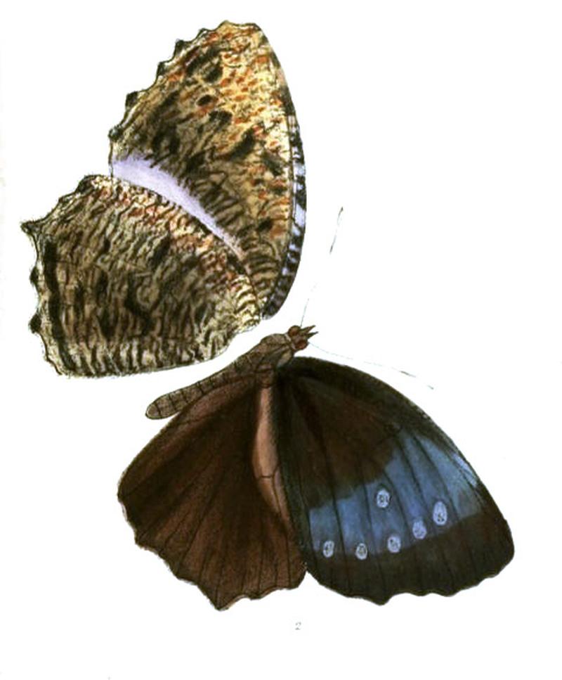 MelyniasSaueri140 2