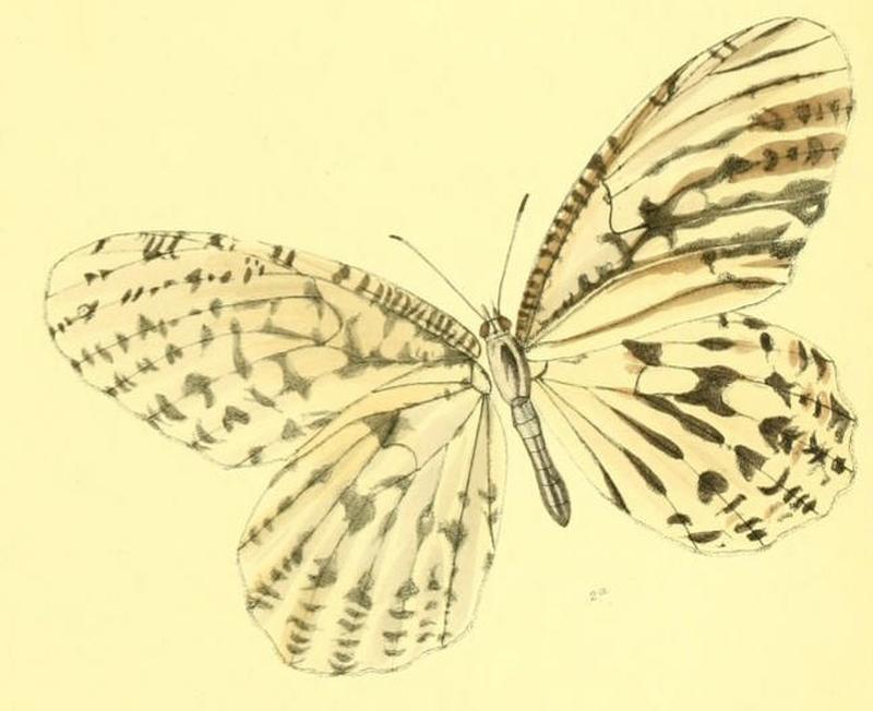 MelyniasSaueri140 2a