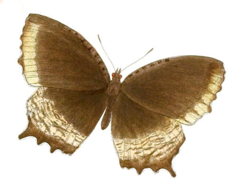 MelyniasSingala138 1