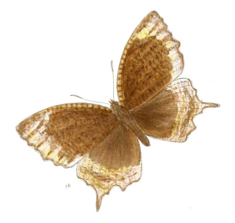 MelyniasSingala138 1b