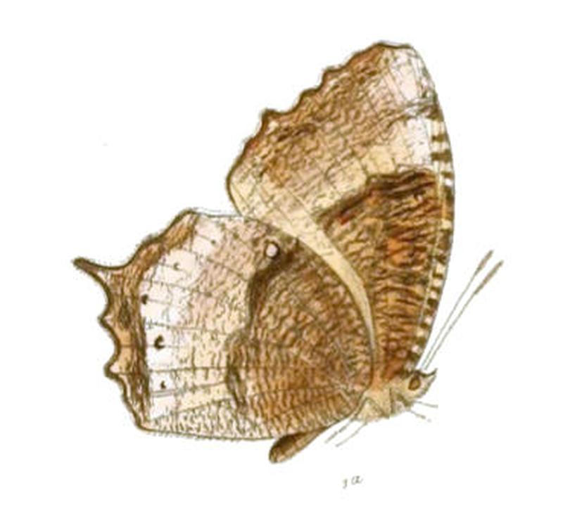 MelyniasSingala138 1d