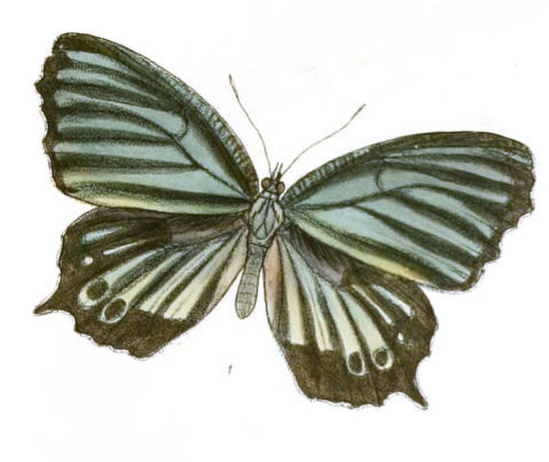 MelyniasTimandra139 1